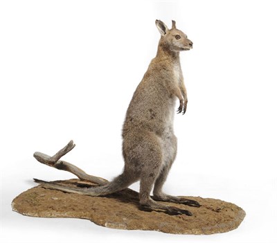 Lot 1107 - Bennett's Tree Kangaroo (?) (Dendrolagus bennettianus), circa 1970, full mount, standing, on rustic