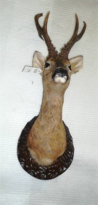 Lot 1108 - Roebuck (Capreolus capreolus), late 20th century, shoulder mount, 8 points, on a carved wood rustic