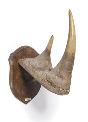 Lot 1122 - Black Rhinoceros (Diceros bicornis), Lake Manyara, Tanganyika, 8th July 1934, taxidermy horn on...