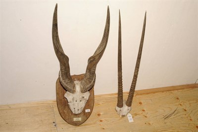 Lot 1123 - Cape Eland (Taurotragus oryx), Tanganyika, 21st July 1933, horns on frontlet, right horn 56cm, left