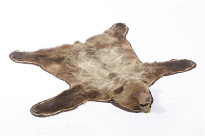 Lot 1124 - Glacier Bear (Ursus americanus emmonsii), rug with head mount, jaw agape, 160cm long, 194cm...