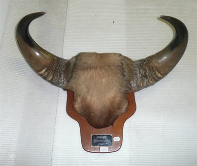 Lot 1125 - Gaur (Bos gaurus readei), French Indo-China, 1937, horns on hide covered frontlet, right horn 63cm