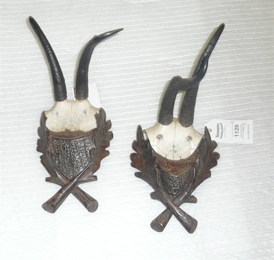 Lot 1129 - Two Abnormal Chamois Horns, circa 1890, on rustic acorn leaf carved wood backs