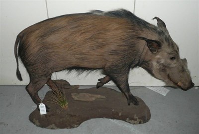 Lot 1131 - Bush Pig (Potamochoerus porcus), full mount, modern, standing with forward gaze, 117cm long,...