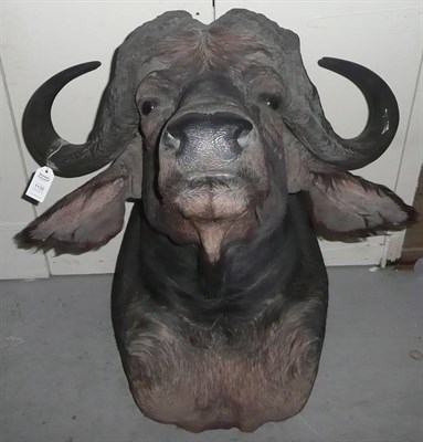 Lot 1132 - Cape Buffalo (Syncerus caffer), shoulder mount, modern, 108cm from the wall