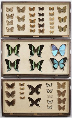 Lot 1133 - Three Edwardian Drawers of Mixed Butterflies, some with data, each with brass knop handles,...