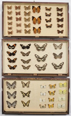 Lot 1134 - Three Edwardian Drawers of Mixed Butterflies, some with data, each with brass knop handles,...