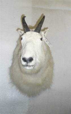 Lot 1136 - Rocky Mountain Goat (Oreamnos americanus), Koidova, Alaska, circa 1996, taxidermied by Sam...