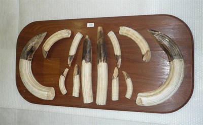 Lot 1137 - Hippopotamus (Hippopotamus amphibus), Zimbabwe, circa 1970, full set of six pairs of tusks and...