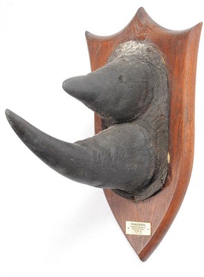 Lot 1138 - Black Rhinoceros (Diceros bicornis), British East Africa, Feb 12th 1921, JRGM, prepared by...