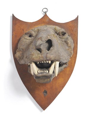 Lot 1139 - Lion (Panthera leo), probably circa 1790, taxidermy fore part of head, on original shield, with jaw