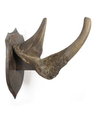 Lot 1140 - White Rhinoceros (Cerathotherium simum), circa 1920, by Rowland Ward, taxidermy horn, the lower...