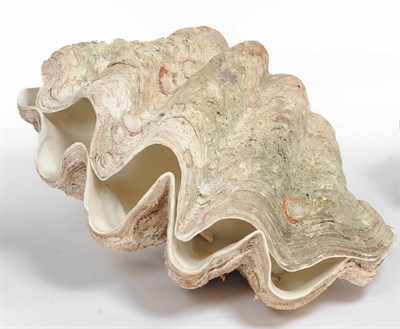 Lot 1141 - Giant Clam (Tridacna gigas), circa 1930, two halves of the same shell, 83cm wide