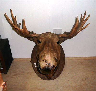 Lot 1142 - North American Moose (Alces alces), 2nd half of 20th century, head mount, 13 points, right...