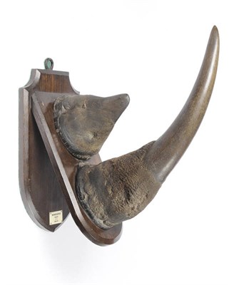 Lot 1144 - Black Rhinoceros (Diceros bicornis), Singida T.T., 1936-37, taxidermy horn, lower horn 58.5cm,...