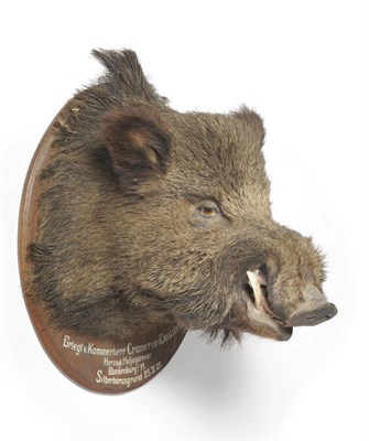 Lot 1145 - Wild Boar (Sus scrofa), shot by Kammerherr Cramer von Clausbruch, Silberborusgrund, 25.11.07,...