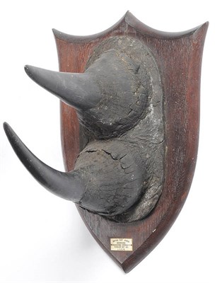 Lot 1146 - Black Rhinoceros (Diceros bicornis), British East Africa, February 24th 1911, JRGM, prepared by...