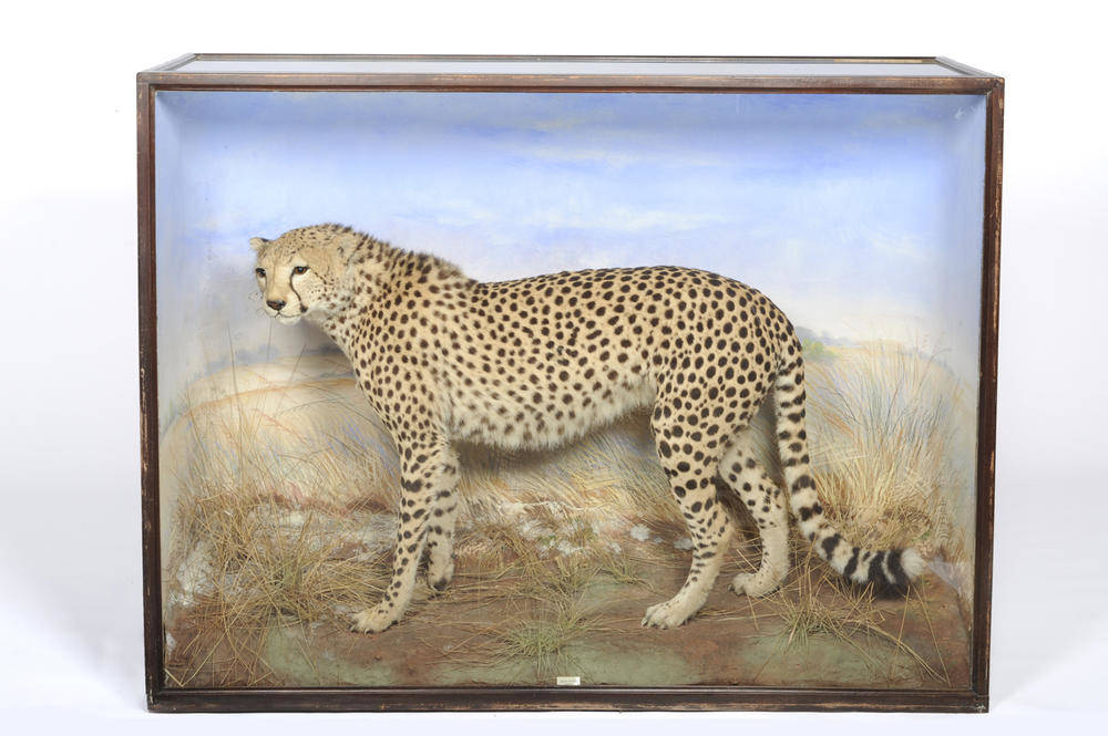 Lot 1148 - Cheetah (Acinonyx jubatus), Near Embu, Kenya, March 1934, by Rowland Ward, full mount, in the...
