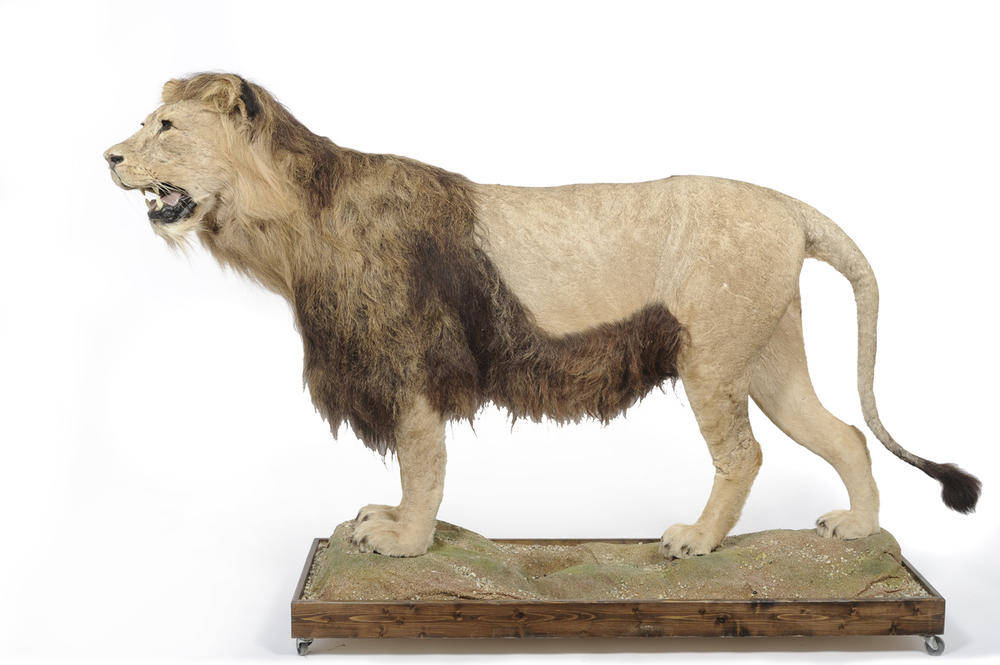 Lot 1149 - Lion (Felis leo), circa 1970, male, full mount, 289cm nose tip to tail, 120cm high, on a...