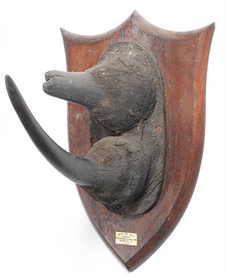 Lot 1150 - Black Rhinoceros (Diceros bicornis), British East Africa, January 27th 1911, JRGM, prepared by...