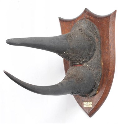 Lot 1151 - Black Rhinoceros (Diceros bicornis), British East Africa, January 1911, TGAM, prepared by Peter...