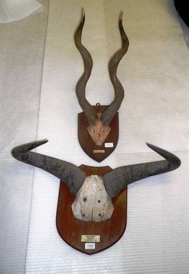 Lot 1152 - Lesser Kudu (Tragelaphus imberbis), Somaliland, 1929, horns on cut frontlet, right horn 64cm,...