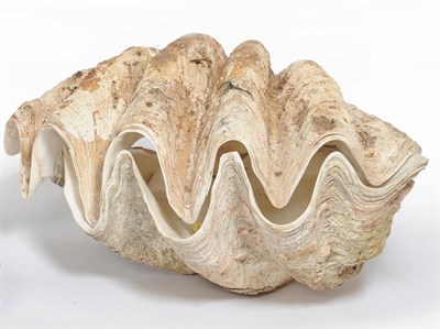 Lot 1157 - Giant Clam (Tridacna gigas), circa 1930, two halves of the same shell, 88cm wide