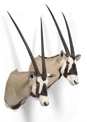 Lot 1160 - Gemsbuck (Oryx gazella), modern, shoulder mount, right horn 89cm, left horn 87.5cm; and...