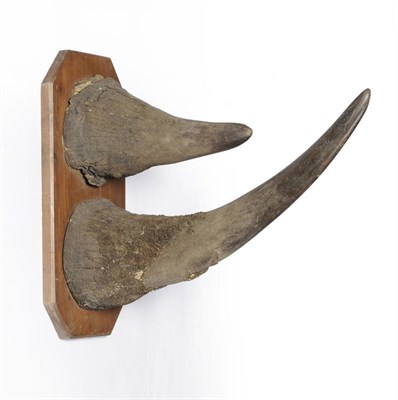 Lot 1161 - Black Rhinoceros (Diceros bicornis), Tanganyika, 3 August 1938, taxidermy horn, lower horn...