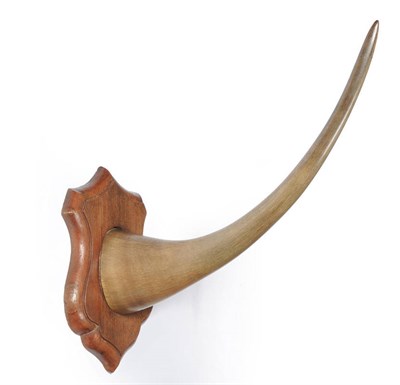 Lot 1162 - White Rhinoceros (Ceratotherium simum), circa 1910, polished horn on colonial hardwood shield,...