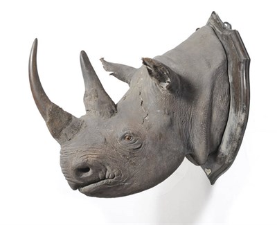 Lot 1167 - Black Rhinoceros (Diceros bicornis), circa 1930, by Rowland Ward, head mount, front horn 55cm,...