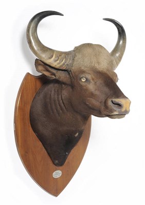 Lot 1168 - Gaur (Bos gaurus), Sunkadakatte (Mysore), Ockober 1937, by Van Ingen & Van Ingen, head mount, right