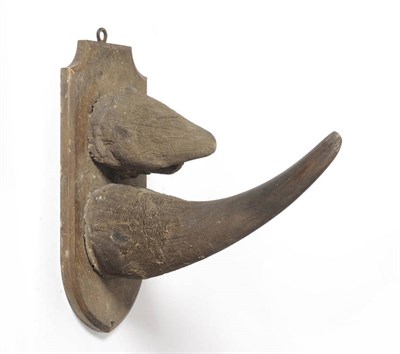 Lot 1172 - Black Rhinoceros (Diceros bicornis), circa 1910, horn on Gerrards oak shield, lower horn 58cm,...