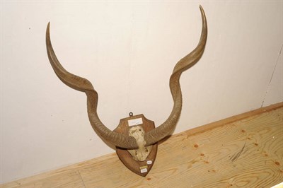 Lot 1173 - Greater Kudu (Tragelaphus strepsiceros), Somaliland, 1929, horns on cut frontlet, right horn 106cm