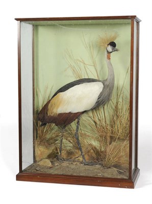 Lot 1176 - East African Crowned Crane (Balearica regulorum gibbericeps), Larmudiae N'jora, British East...