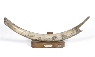 Lot 1178 - Woolly Mammoth (Mammuthus primigenius), ivory tusk section, engraved with a mammoth hunting...