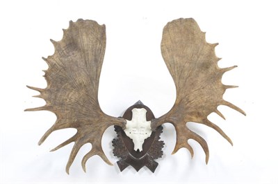 Lot 1179 - Moose (Alces alces), Alaska, September 1979, antlers on composition frontlet, broadest span...