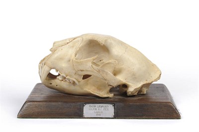 Lot 1181 - Snow Leopard (Panthera uncia), Major R C Pick, Ladak 1941, skull, 19.5cm long, on original mahogany