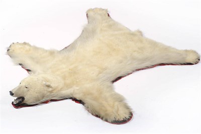 Lot 1185 - Polar Bear (Ursus maritimus), circa 1960, skin with head mount, jaw agape, 240cm nose to tail,...