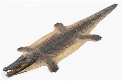 Lot 1188 - Nile Crocodile (Crocodylus niloticus), Zimbabwe, circa 1965, skin with head mount, jaw agape, 388cm