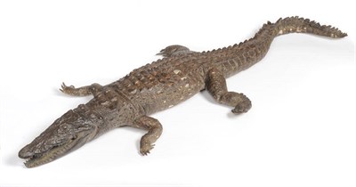 Lot 1189 - Nile Crocodile (Crocodylus niloticus), circa 1900, full mount, with limbs outstretched and...