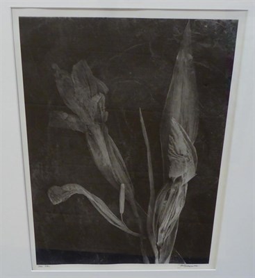 Lot 2060 - John Blakemore (b.1936)  'Iris' Signed, inscribed and dated 1982, gelatin silver print, 40.5cm...