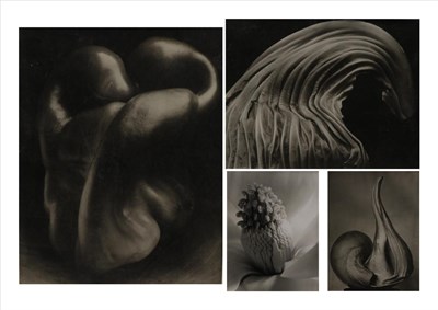 Lot 2001 - After Edward Weston (1886-1958) American 'Pepper No. 30' After the silver point reproduction,...