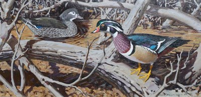 Lot 2103 - Keith Shackleton (1923-2015)  'Wood Ducks and Green Winged Teal'  Signed and dated (19)85, oil...