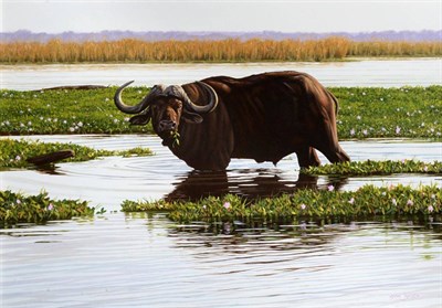 Lot 2162 - Steve Burgess (b.1960) American Buffalo at a water hole Signed, oil on board, 34.5 by 49.5cm...