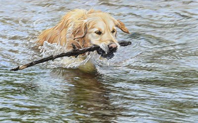 Lot 2152 - Alan Hunt (b.1947) A golden retriever fetching a stick in water Signed and dated 2016, oil on...