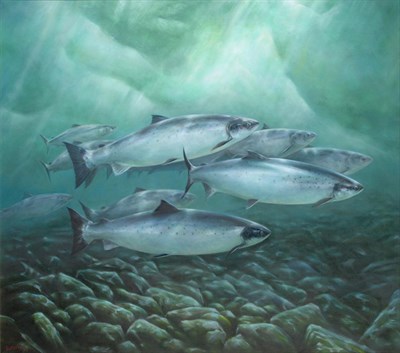 Lot 2154 - Roderick Sutterby (b.1944)  Shoal of salmon in sun dappled waters  Signed and dated (19)98, acrylic