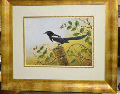 Lot 1065 - Ralph Waterhouse (b.1943) Magpie Signed, gouache, 35.5cm by 50.5cm