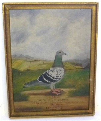 Lot 1150 - C.H Wadsworth (20th century)  'Racing Pidgeon, The property of J.Lumb, 1st Guernsey, West Yorks...