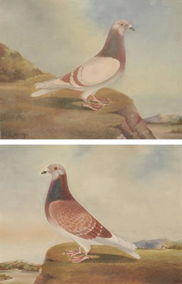 Lot 822 - J...T...Ryder (20th century) Study of a Prize Racing Pigeon, standing on a grassy promontory; Study